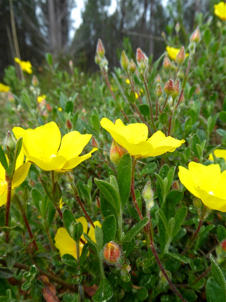 Cistus lasianthus subsp. alyssoides (Lam.) Demoly, 2006