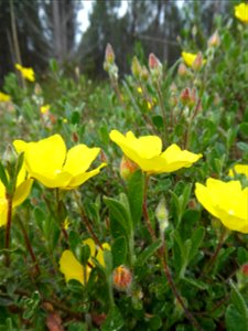 Cistus lasianthus subsp. alyssoides (Lam.) Demoly, 2006