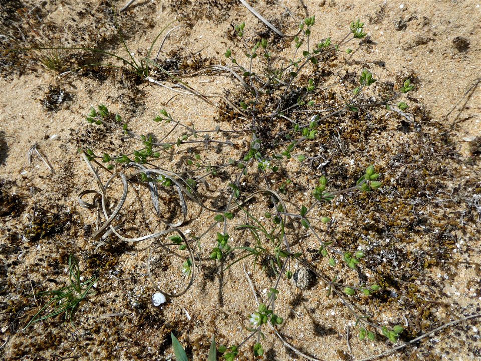 Arenaria serpyllifolia L., 1753