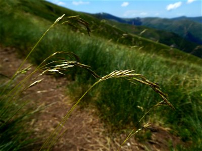 Festuca eskia Ramond ex DC., 1805