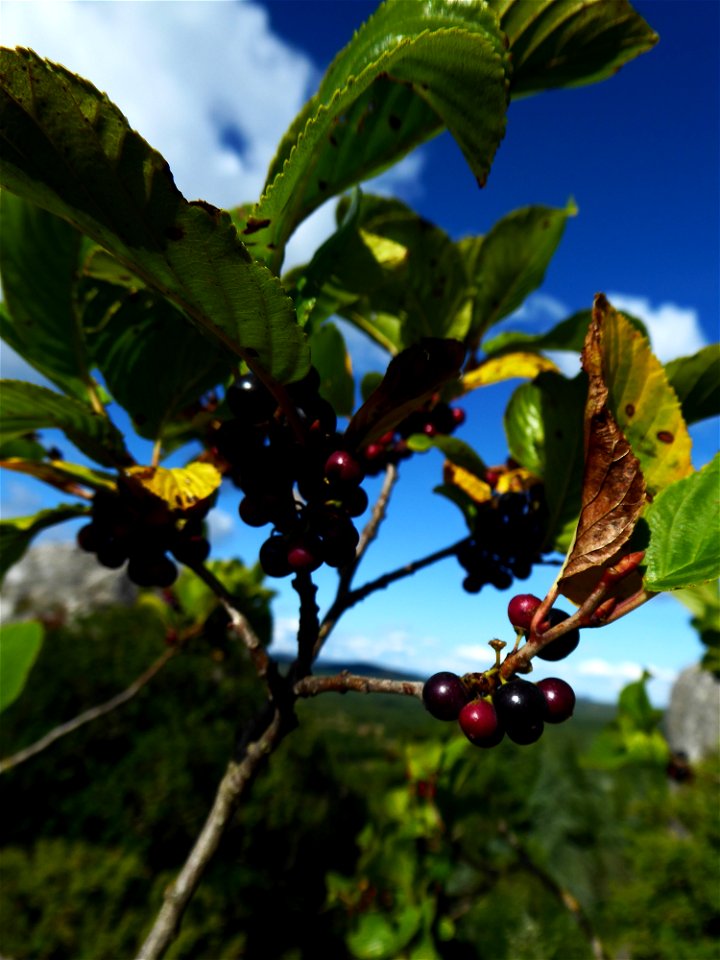 Rhamnus alpina L., 1753