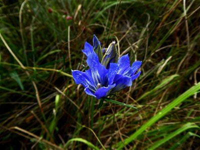Gentiana pneumonanthe L., 1753