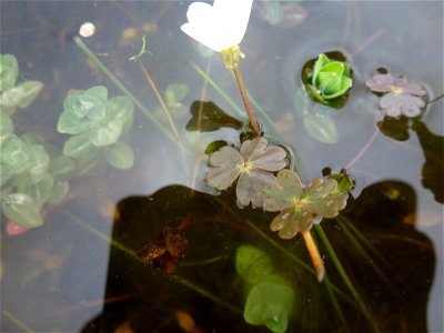 Ranunculus ololeucos J.Lloyd, 1844