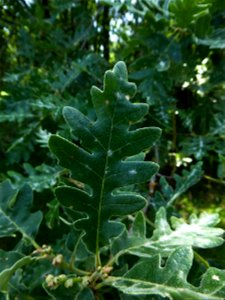 Quercus pyrenaica Willd., 1805