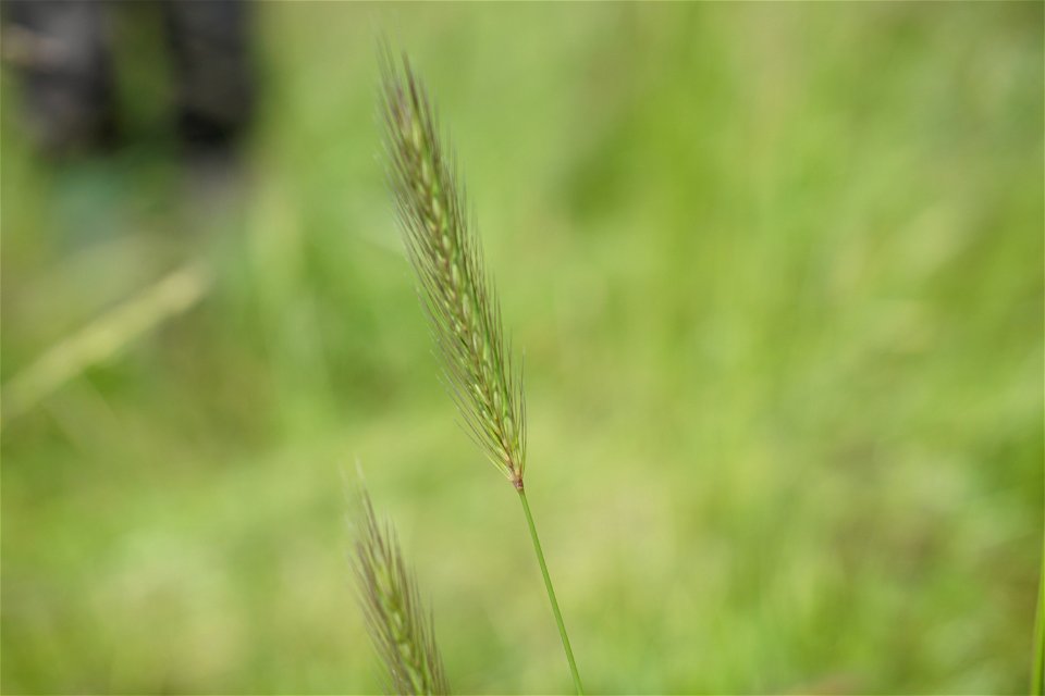 Hordeum secalinum Schreb., 1771