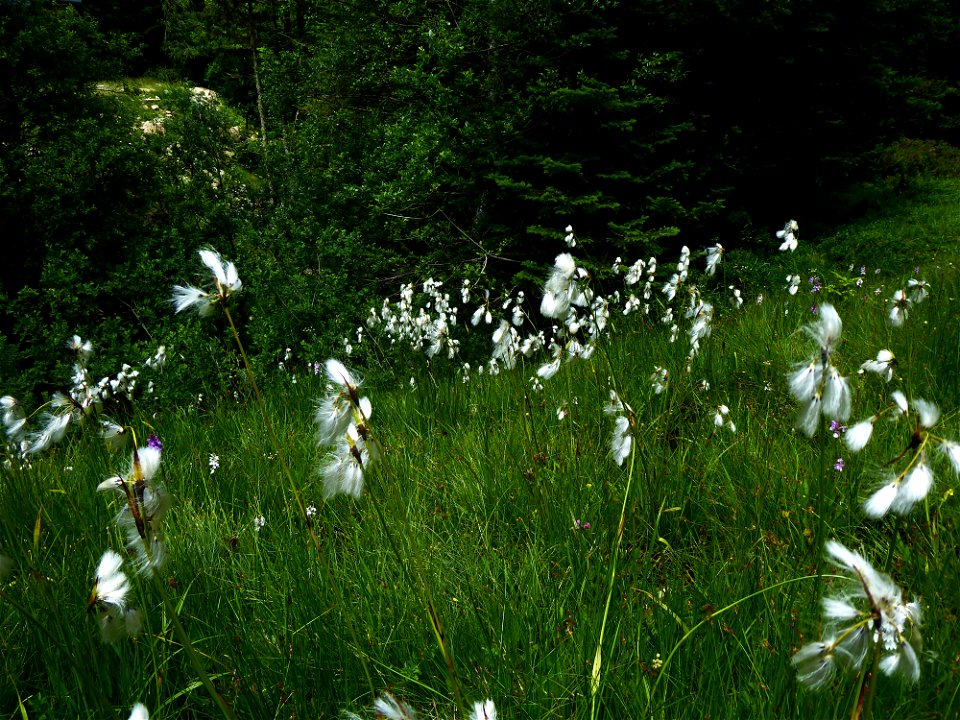 Eriophorum latifolium Hoppe, 1800