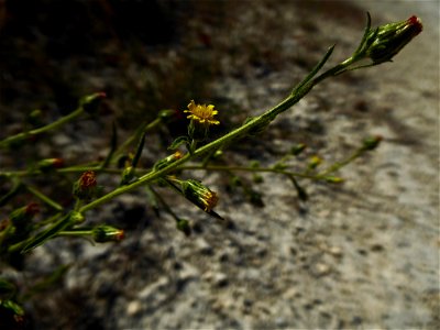 Dittrichia graveolens (L.) Greuter, 1973