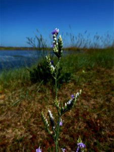 Limonium dodartii (Girard) Kuntze, 1891
