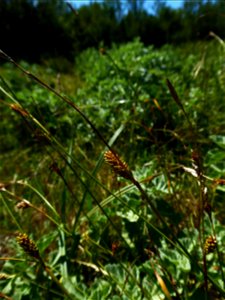 Carex distans L., 1759