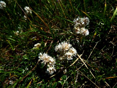 Antennaria dioica (L.) Gaertn., 1791
