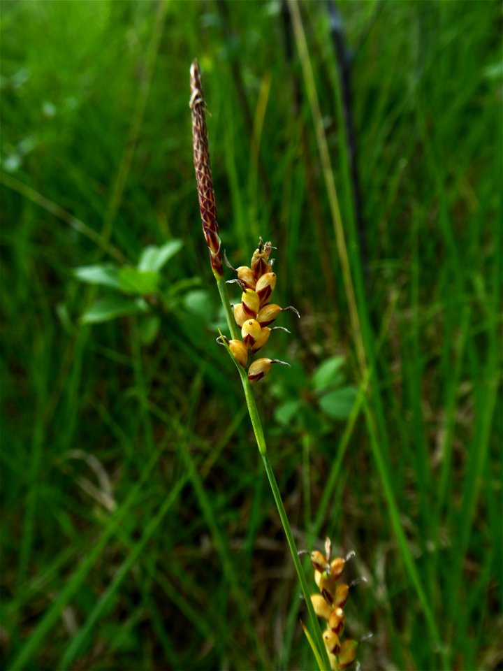 Carex panicea L., 1753