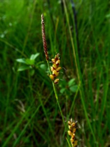 Carex panicea L., 1753