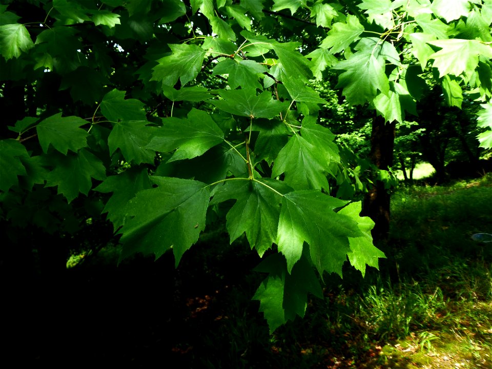 Sorbus torminalis (L.) Crantz, 1763