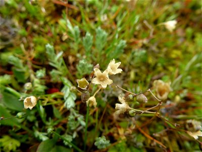 Spergula morisonii Boreau, 1847