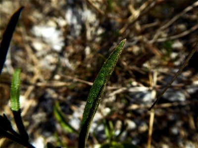 Dittrichia graveolens (L.) Greuter, 1973