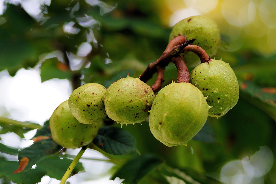 Chestnut tree green immature