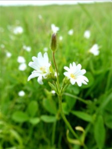 Cerastium dubium (Bastard) Guépin, 1838