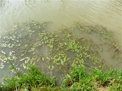 Potamogeton nodosus Poir., 1816