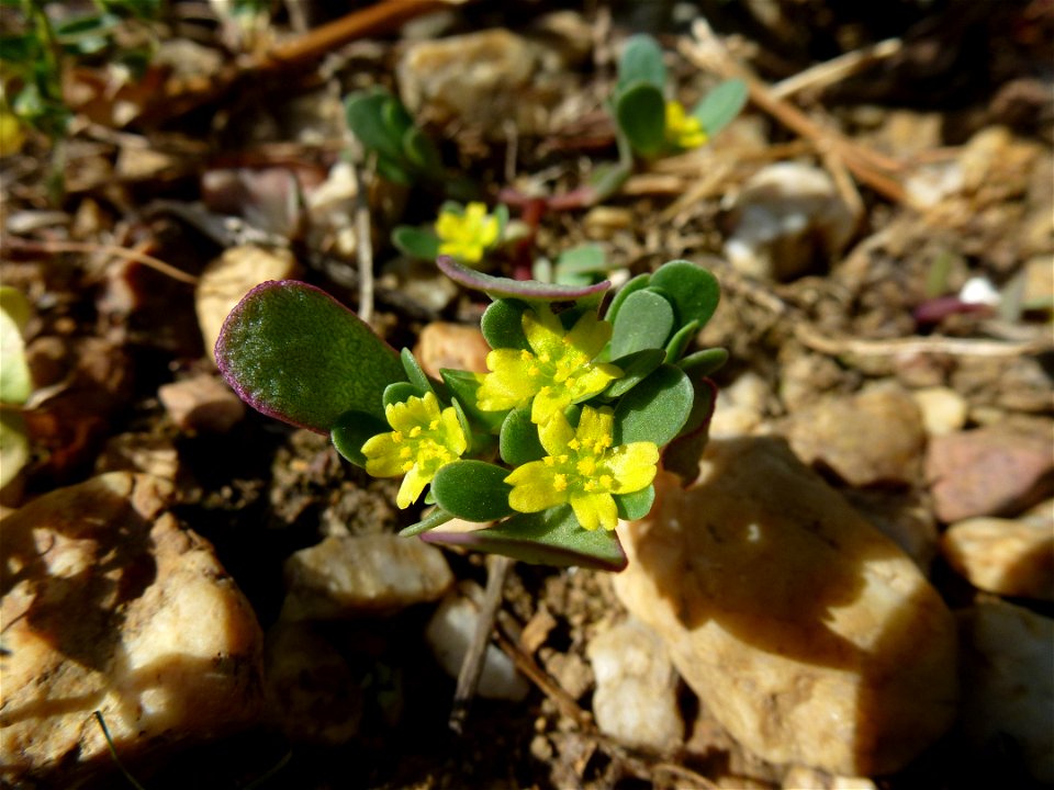Portulaca oleracea L., 1753
