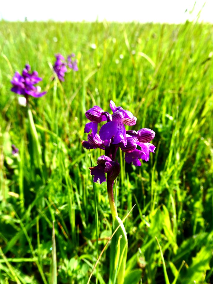 Anacamptis morio (L.) R.M.Bateman, Pridgeon & M.W.Chase, 1997