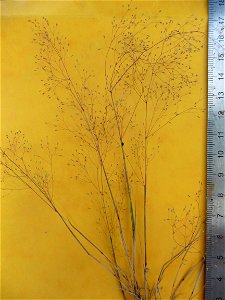 Neoschischkinia elegans (Thore) Tzvelev, 1968