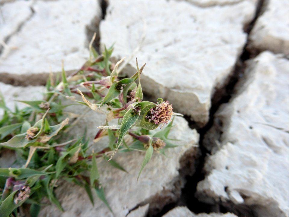 Crypsis aculeata (L.) Aiton, 1789