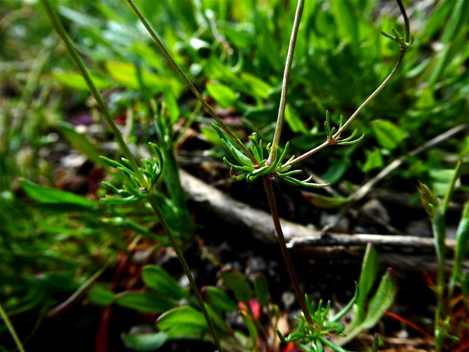 Spergula morisonii Boreau, 1847