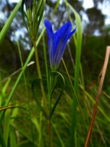 Gentiana pneumonanthe L., 1753