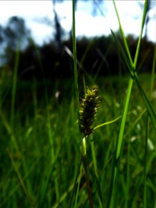 Carex hostiana DC., 1813