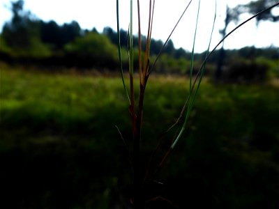Carex pulicaris L., 1753