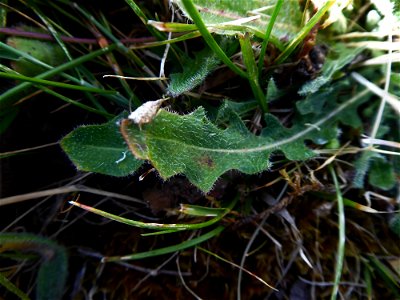 Leontodon saxatilis Lam., 1779