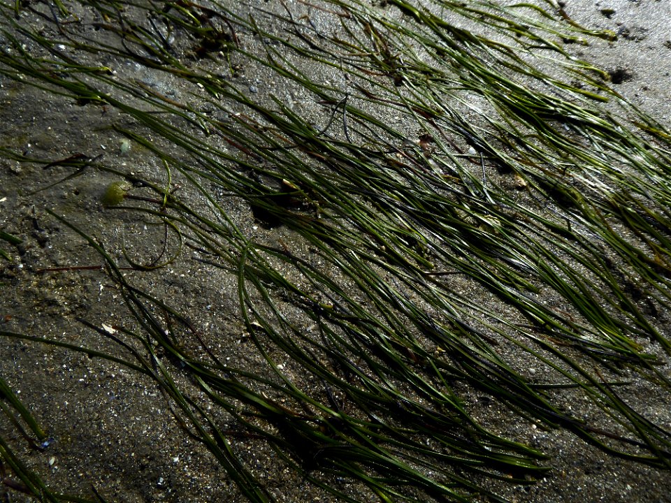 Zostera noltei Hornem., 1832