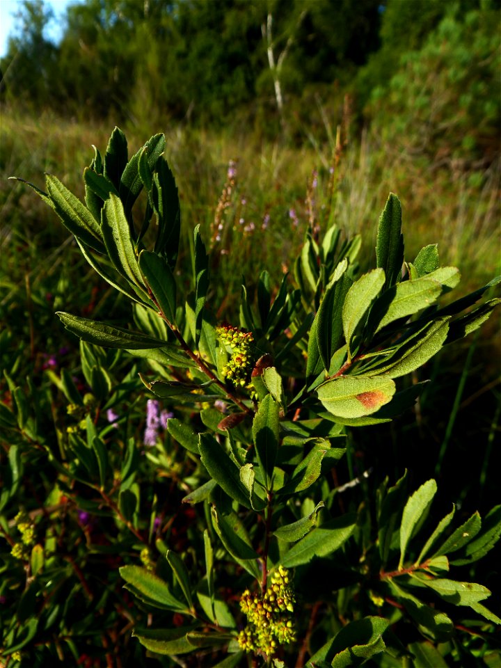 Myrica gale L., 1753
