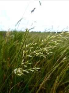 Trisetum flavescens (L.) P.Beauv., 1812
