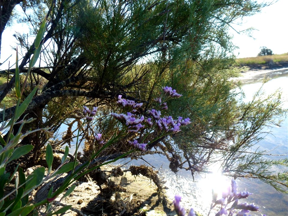 Limonium vulgare Mill., 1768