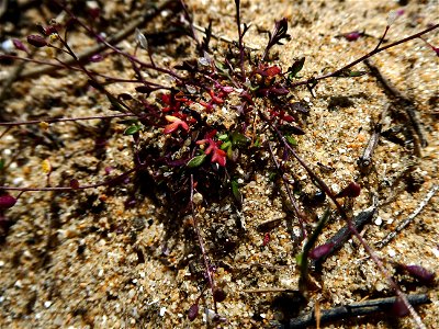 Hornungia procumbens (L.) Hayek, 1925