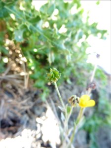 Ranunculus sardous Crantz, 1763