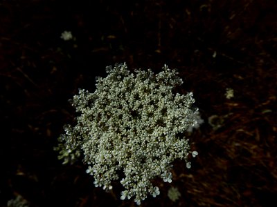 Daucus carota L., 1753
