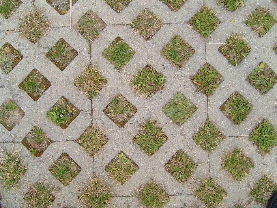 Grass Plants paving 