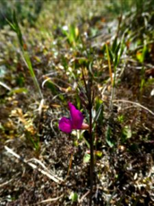 Vicia angustifolia L., 1759