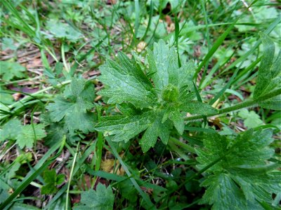 Ranunculus gouanii Willd., 1799