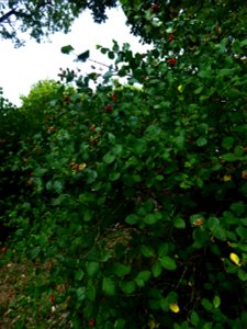 Lonicera etrusca Santi, 1795