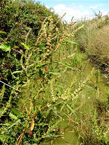 Rumex palustris Sm., 1800