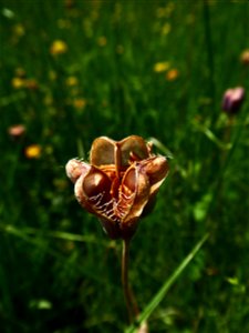 Fritillaria meleagris L., 1753