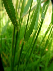 Anthoxanthum odoratum L., 1753