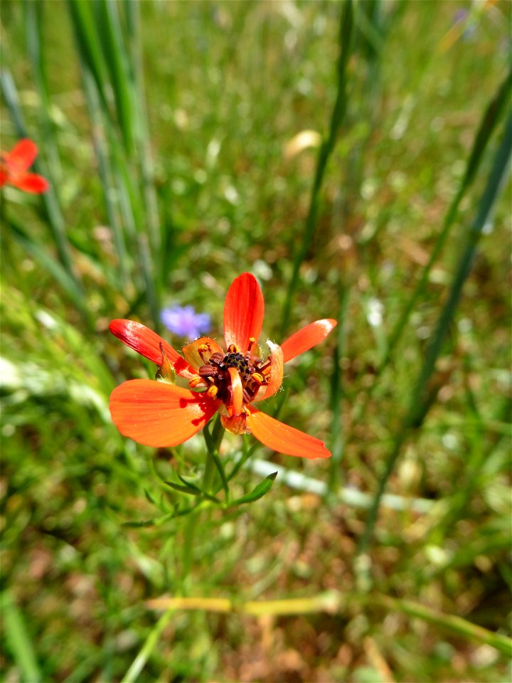 Adonis cf. aestivalis L., 1762