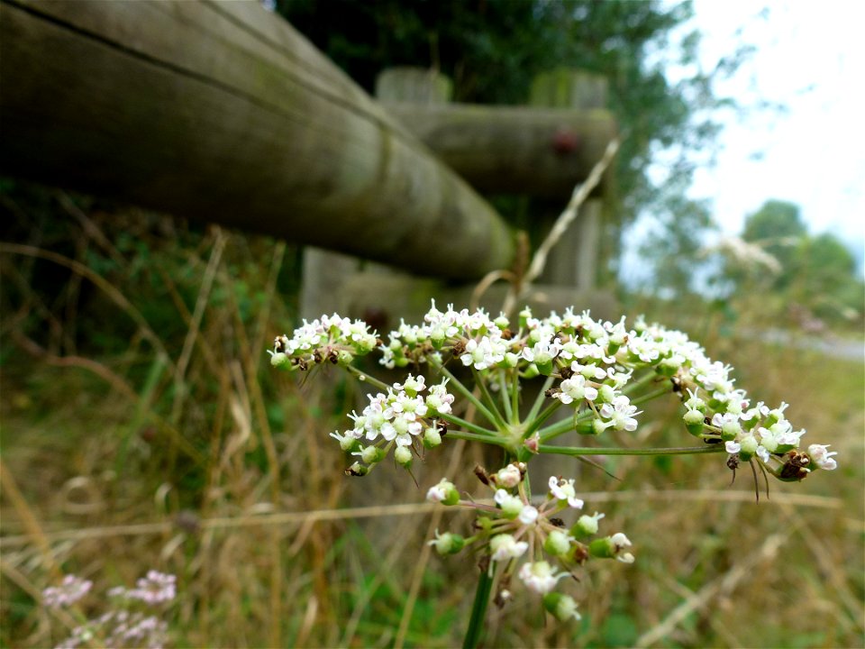 Peucedanum gallicum Latourr., 1785