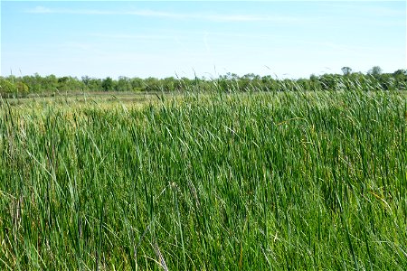Typha angustifolia L., 1753