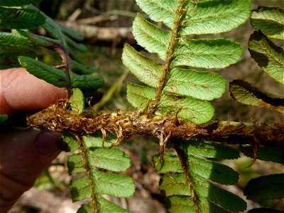 Dryopteris affinis (Lowe) Fraser-Jenk., 1979