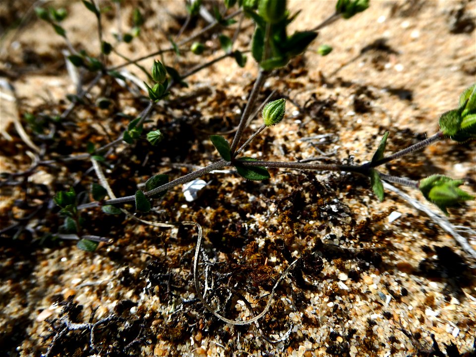 Arenaria serpyllifolia L., 1753